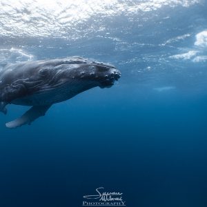 Calf with free diver