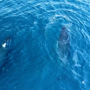 Humpback Whales drone video
