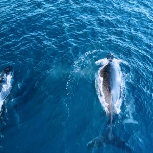 Humpback Whales drone video