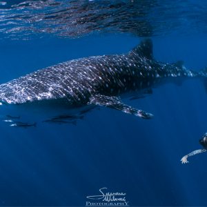 Free dive with a Whale Shark