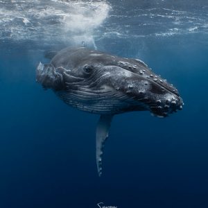 Calf Humpback whale