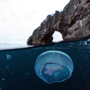 Jellyfish under the arch