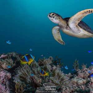 Green Turtle and Anemone fish