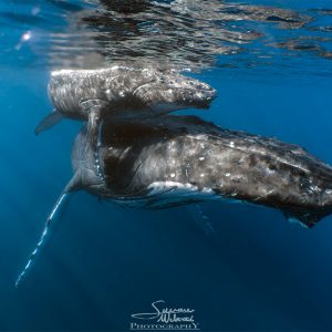 Mom and Calf humpback whale